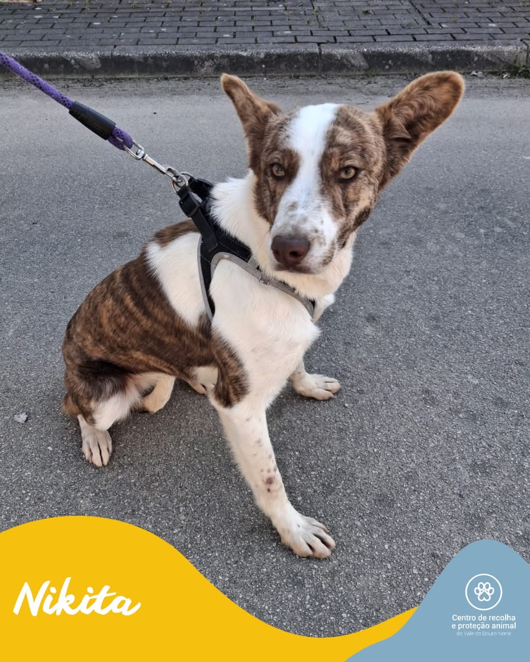 NIKITA